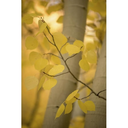 - 351 Print Wall Art By Dan Ballard