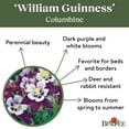 thumbnail image 4 of Burpee William Guinness Columbine Seeds - Non-GMO, Attracts Pollinators, Perennial Flower Seeds, 1-Pack, 4 of 5