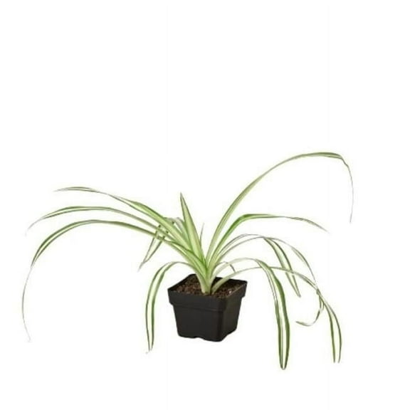 House Plant Dropship 3-SPIDER-REVERSE 3 in. Spider Plant Reverse Pot