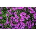thumbnail image 2 of Azalea Purple Formosa  1 Extra Large 3 Gallon Plant  Vibrant & Lush, Large Purple Blooms, Hardy & Adaptable Shrub for Landscapes, Gardens, or Containers, Low-Maintenance, 2 of 8