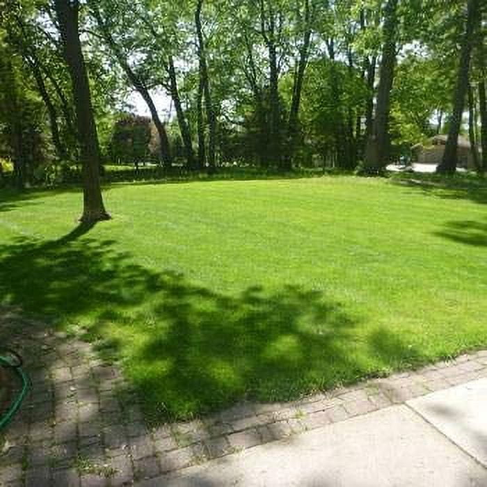 Outsidepride 1 lb. Poa Supina & Rough Bluegrass Elite Lawn Shade Grass Seed Mix