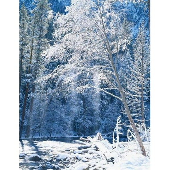 Posterazzi PDDUS05SSM0032 Snow Covered Trees Along Merced River Yosemite Valley Yosemite National Park California Poster Print by Scott T. Smith