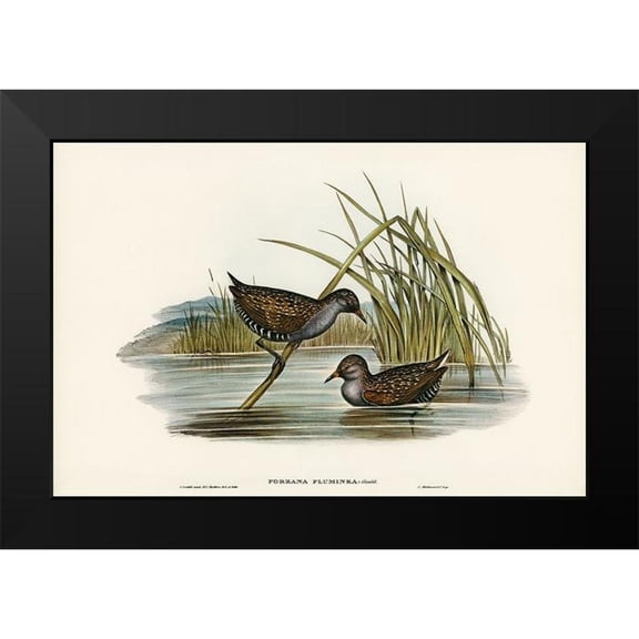 Gould, John 14x11 Black Modern Framed Museum Art Print Titled - Spotted Water Crake-Porzana fluminea