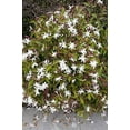 thumbnail image 3 of Star Jasmine - 60 Live Plants - Jasminum Nitidum - Fragrant Blooming Evergreen Vine, 3 of 8