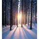 thumbnail image 2 of Juego de Funda Nórdica, Aspecto Místico de Atardecer en Bosque con Congelación, 2 of 6