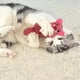 thumbnail image 4 of Juguete Interactivo con Forma de Perro y Gato, Resistente a Los Mordiscos, de Plástico, Divertido para Limpiar Los Dientes., 4 of 5