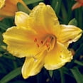thumbnail image 4 of Expert Gardener Happy Returns Daylily (2.5 Quart) Yellow Blooming Perennial - Full Sun Live Outdoor Plant, 4 of 8