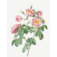 thumbnail image 2 of Redoute, Pierre Joseph 19x24 White Modern Wood Framed Museum Art Print Titled - Tomentose Rose, Rosebush with Soft Leaves, Rosa mollissima, 2 of 4