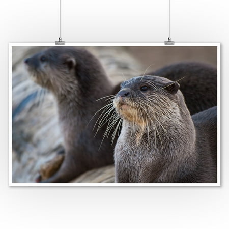 River Otters on Log - Lantern Press Photography (9x12 Art Print, Wall Decor Travel (Best Photography Logo Design)