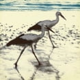 thumbnail image 2 of Grey, Jace 12x12 Black Ornate Wood Framed with Double Matting Museum Art Print Titled - Birds At Sea Again, 2 of 4