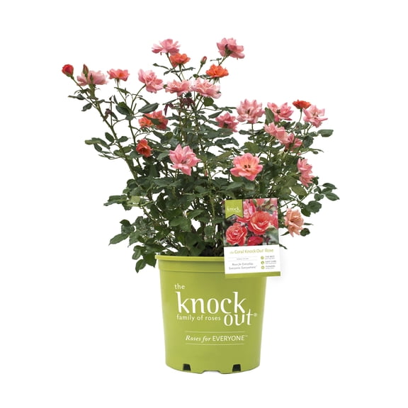 Knock Out Roses Coral Knock Out Rose 3 Gallon (Rosa) Unique Coral Flowers Are Disease Resistant Live Outdoor Plant