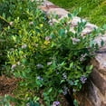 thumbnail image 4 of Southern Living Hello Darlin® Blueberry Live Shrub in 2.5-Quart Grower Pot, 4 of 5