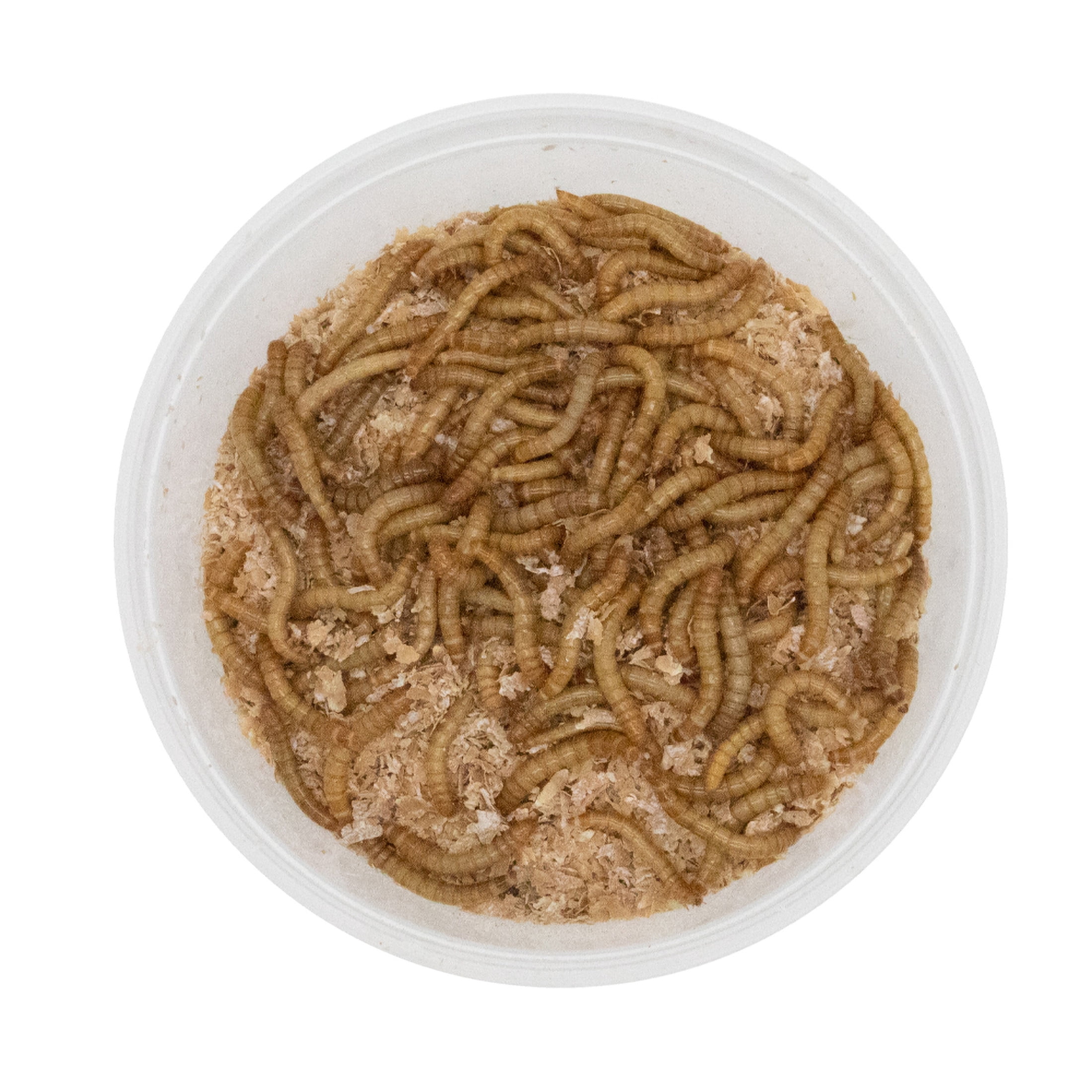ReptiCulture Mealworm 100 ct