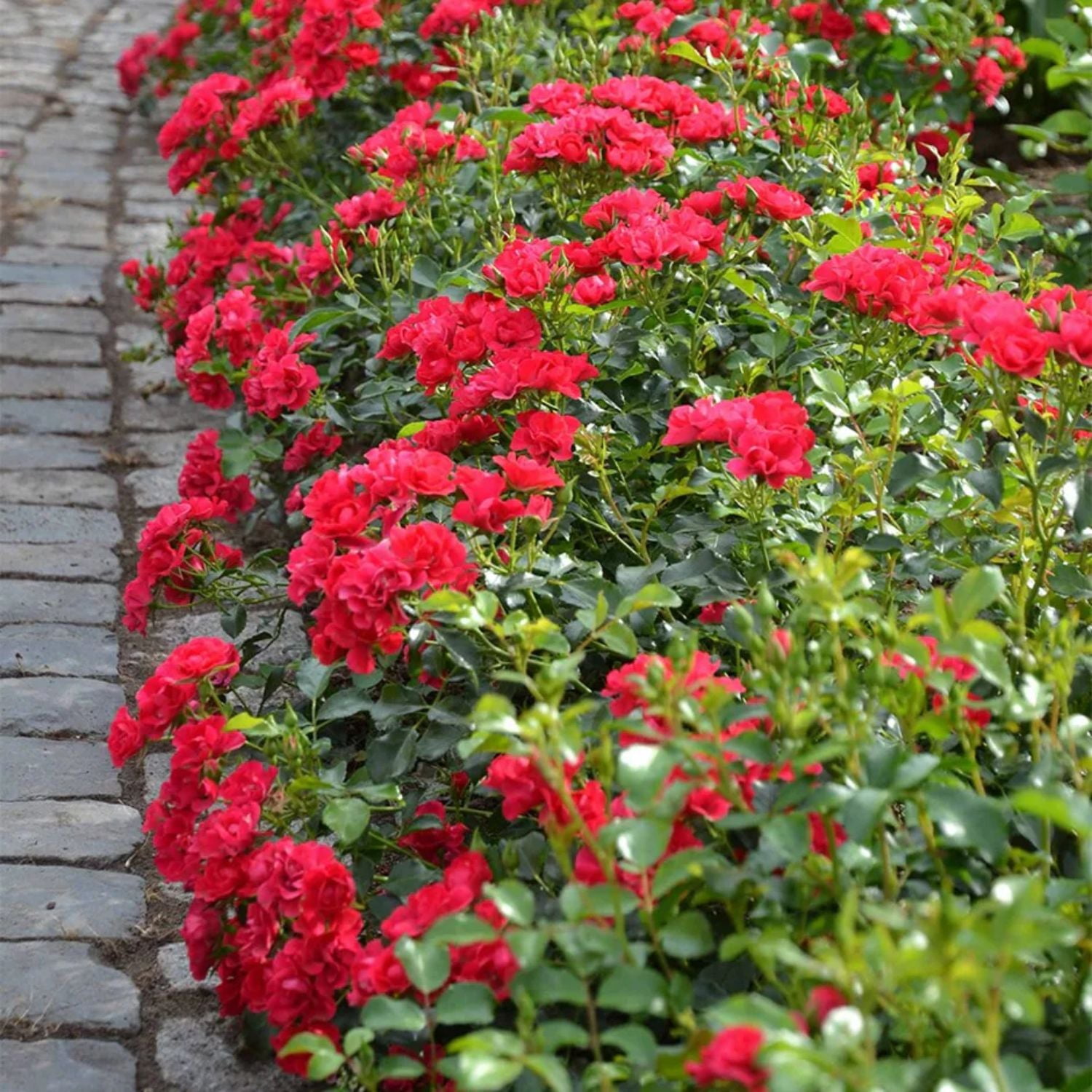 Expert Gardener 12-18" Mini Cherry Flower Carpet® Groundcover Rose with Red Flowers Live Tree in 2 gal. Grower Pot