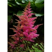 Classy Groundcovers, Astilbe x arendsii 'Rheinland' Astilbe japonica 'Rheinland', Astilbe x japonica 'Rheinland' (10 Bare Root plants)