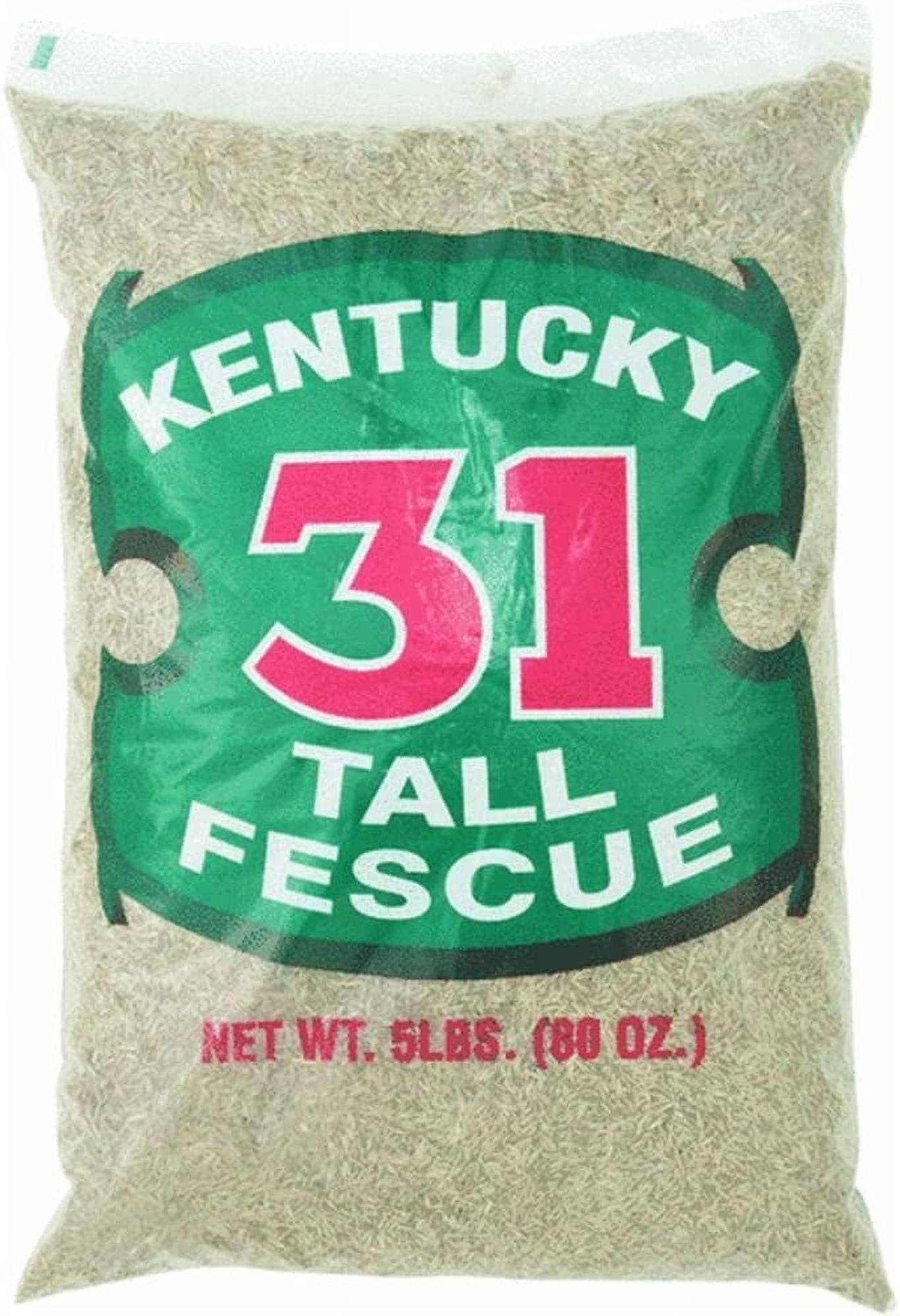 Barenbrug Kentucky 31 Tall Fescue Grass Seed 1000 Sq. Ft. Polybagged 5 Lb.