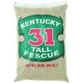 Barenbrug K315ACE00 Grass Seed Kentucky 31 Tall Fescue Grass Sun or