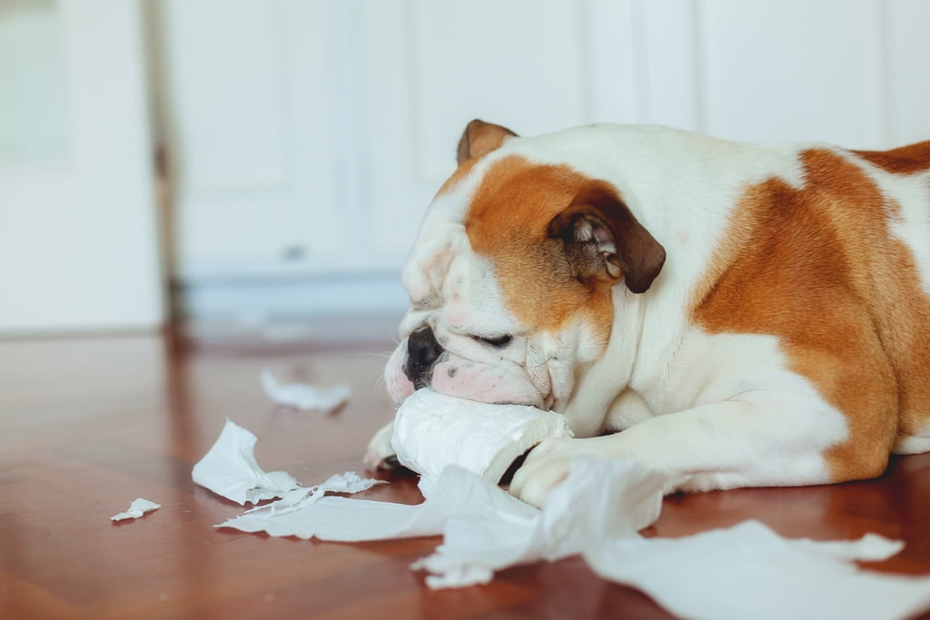 Why Do Dogs Chew Up Paper