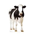 thumbnail image 2 of Advanced Graphics 2300 60 x 36 in. Cow Standin Cardboard Standup, 2 of 5