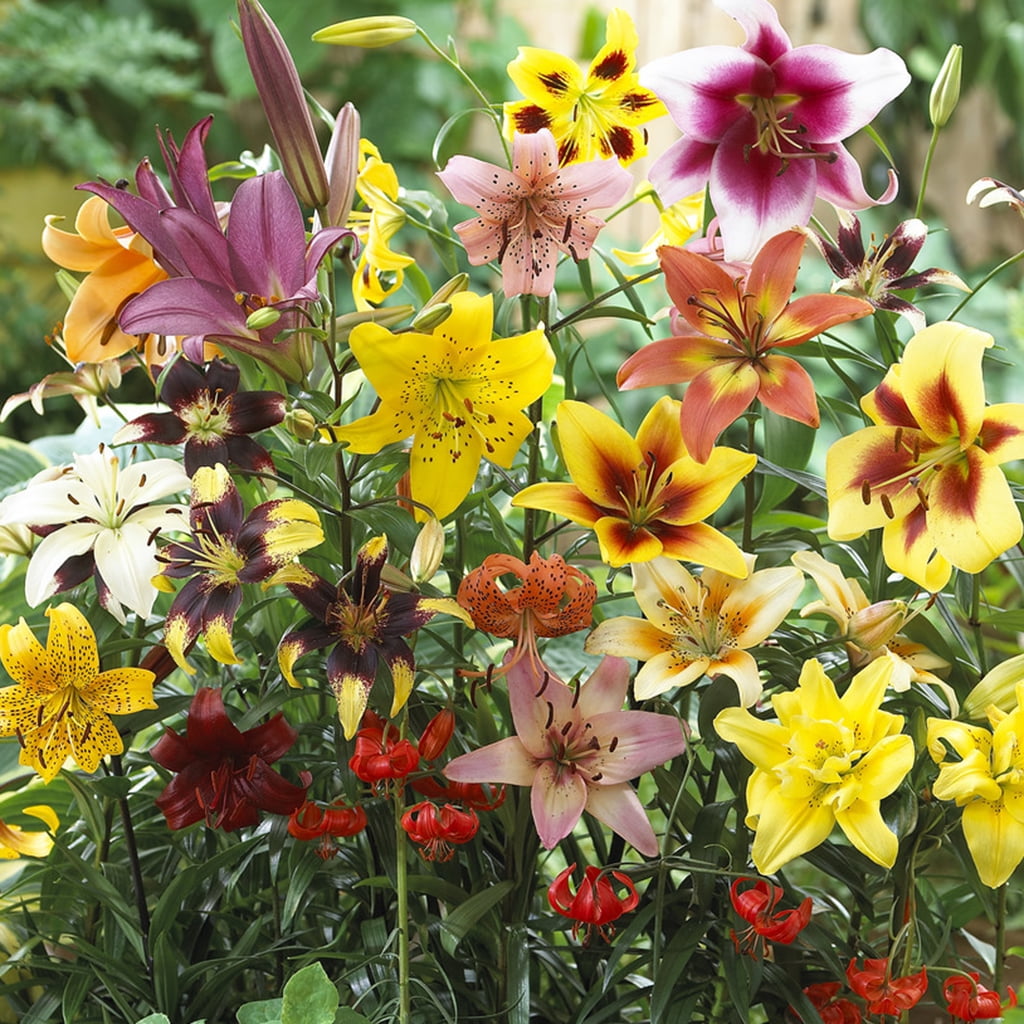 Van Zyverden Lilies Non Stop Blooming Blend Set of 25 Bulbs Walmart