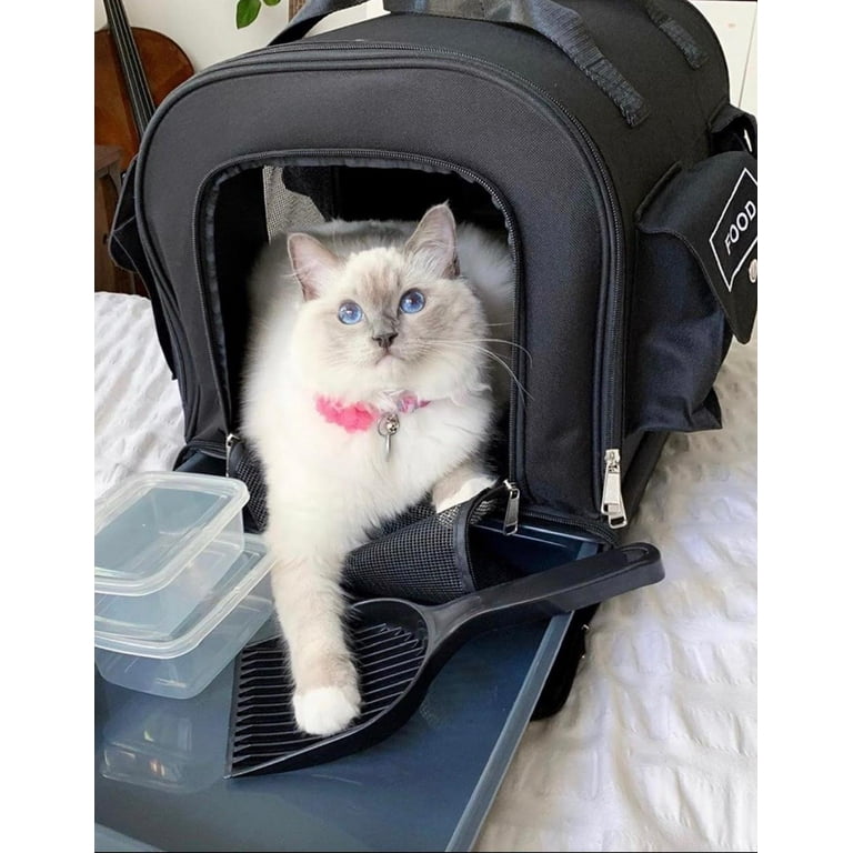 Kitty obsession carrier deals