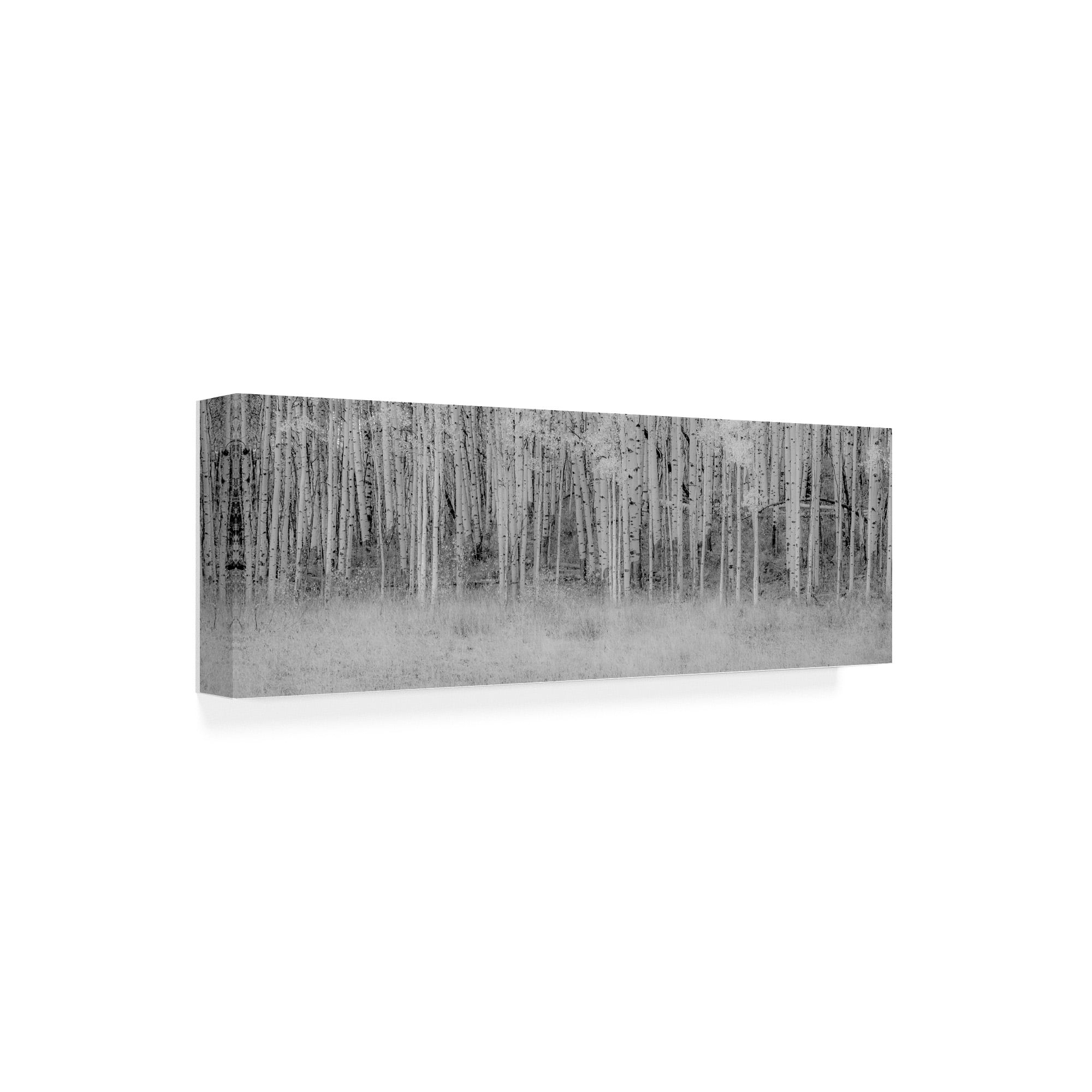 Trademark Fine Art 'Black And White Birch' Canvas Art by Dan Ballard