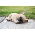 thumbnail image 5 of 7" Sleeping French Bulldog Puppy Outdoor Garden Statue, 5 of 5