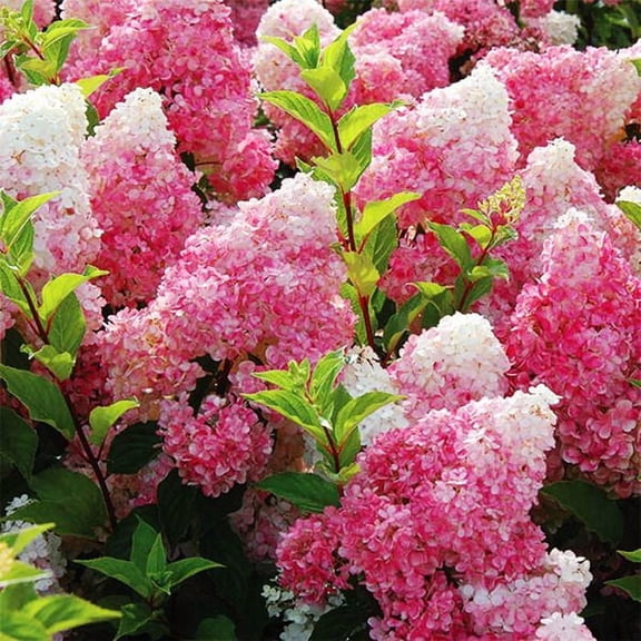 Vanilla Strawberry Hydrangea – Color-Changing Pink & White Flowering Shrub