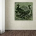 thumbnail image 4 of Trademark Fine Art "Mallards" Canvas Art by Color Bakery, 4 of 4