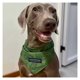 thumbnail image 5 of Bufanda triangular de celebridades de Internet for perros y gatos domésticos, bufanda bonita, accesorios for fotos, toalla grande for Saliva de perro Labrador, 5 of 5