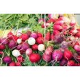 thumbnail image 2 of HJADGG 200+ Heirloom Blend Mixed Radish Seeds All Heirloom Seeds -This Assortment Combines a Variety of Heirloom Radish cultivars, Each with its own Distinctive Colour, Shape, and Tastes., 2 of 2