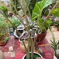 thumbnail image 5 of JASKFLY Plant Support Stakes -5.90x5.70in Plastic Climbing Plant Stakes for Indoor Outdoor Gardening and Plant Care(Clear), 5 of 9