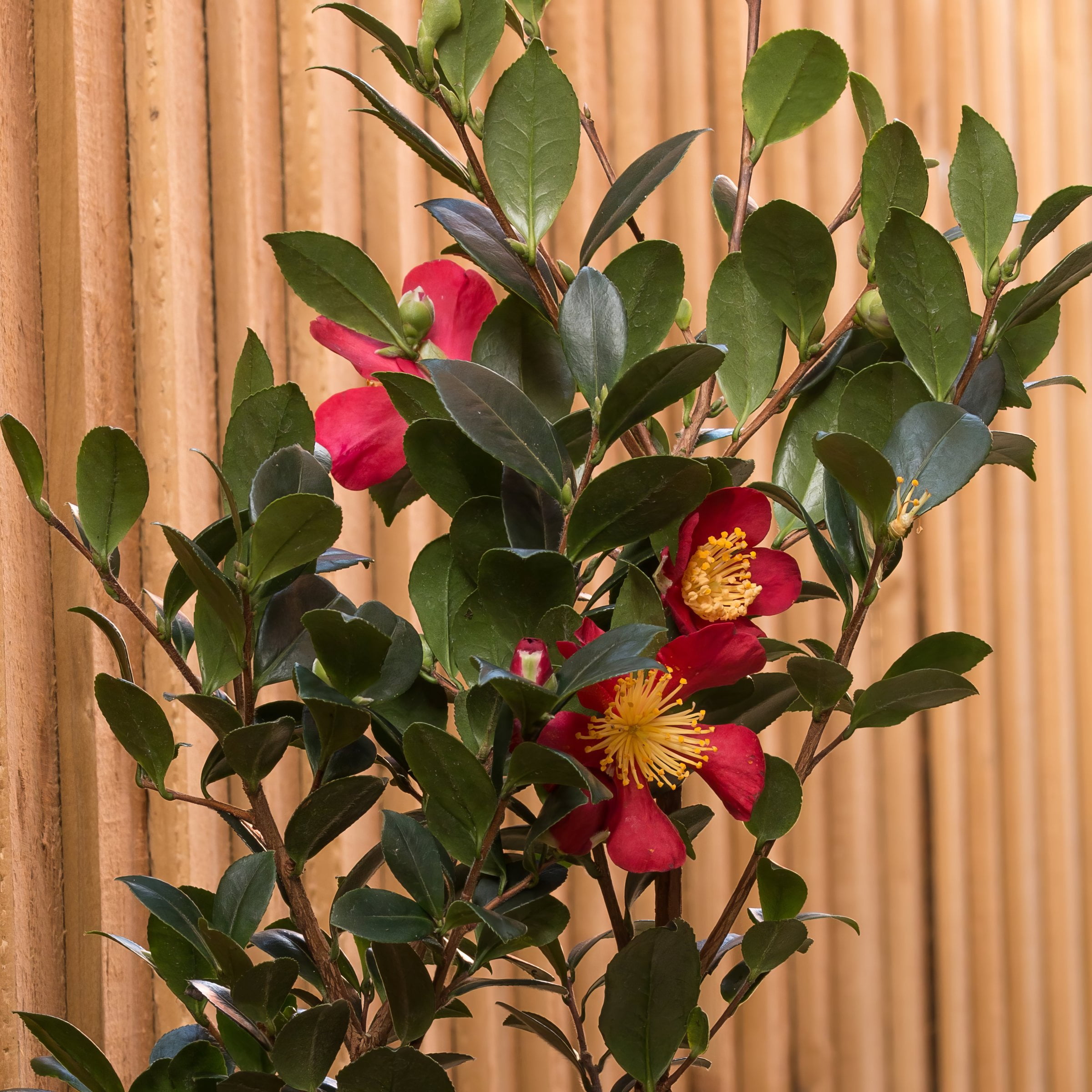 3 gal Camellia Yuletide Live Perennial Shrub Condition with Partial Sunlight