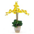thumbnail image 1 of Triple Stem Phalaenopsis Silk Orchid Arrangement, 1 of 1