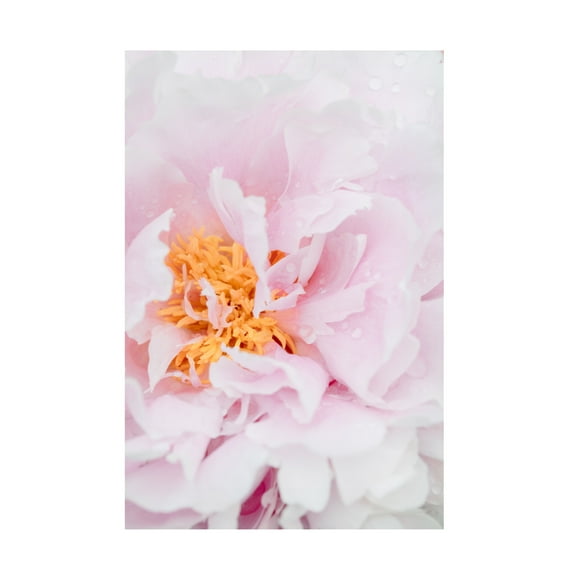 Trademark Fine Art Pictufy Studio Peony 8 Canvas Wall Art