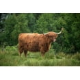 thumbnail image 2 of Jaynes Gallery 32x23 White Modern Wood Framed Museum Art Print Titled - Scotland-The Isle of Skye Close-up of highland cow, 2 of 4