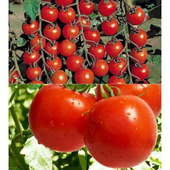 320  Cherry Tomato Seeds for Planting1