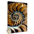 thumbnail image 2 of Brown Large Nautilus Shell, 2 of 3