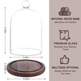 thumbnail image 4 of Vitrina con forma de cúpula de cristal REFSAVER para plantas y objetos de colección, 4 of 7
