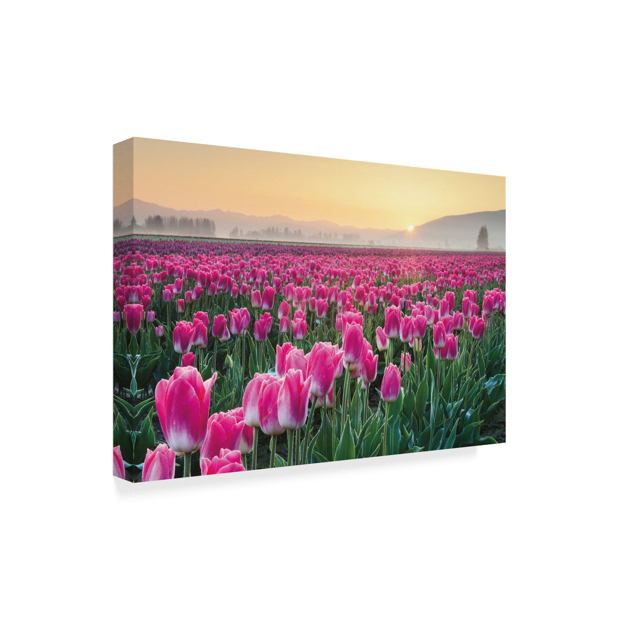 Trademark Fine Art 'Skagit Valley Tulips I' Canvas Art by Alan Majchrowicz