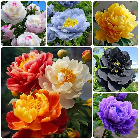 100  Mix Peony Flower Seeds Peony MVR1 Poppy Seeds for Planting Outdoor and Indoor Heirloom Open Pollinated Ruffled Blooms to Attract Butterflies
