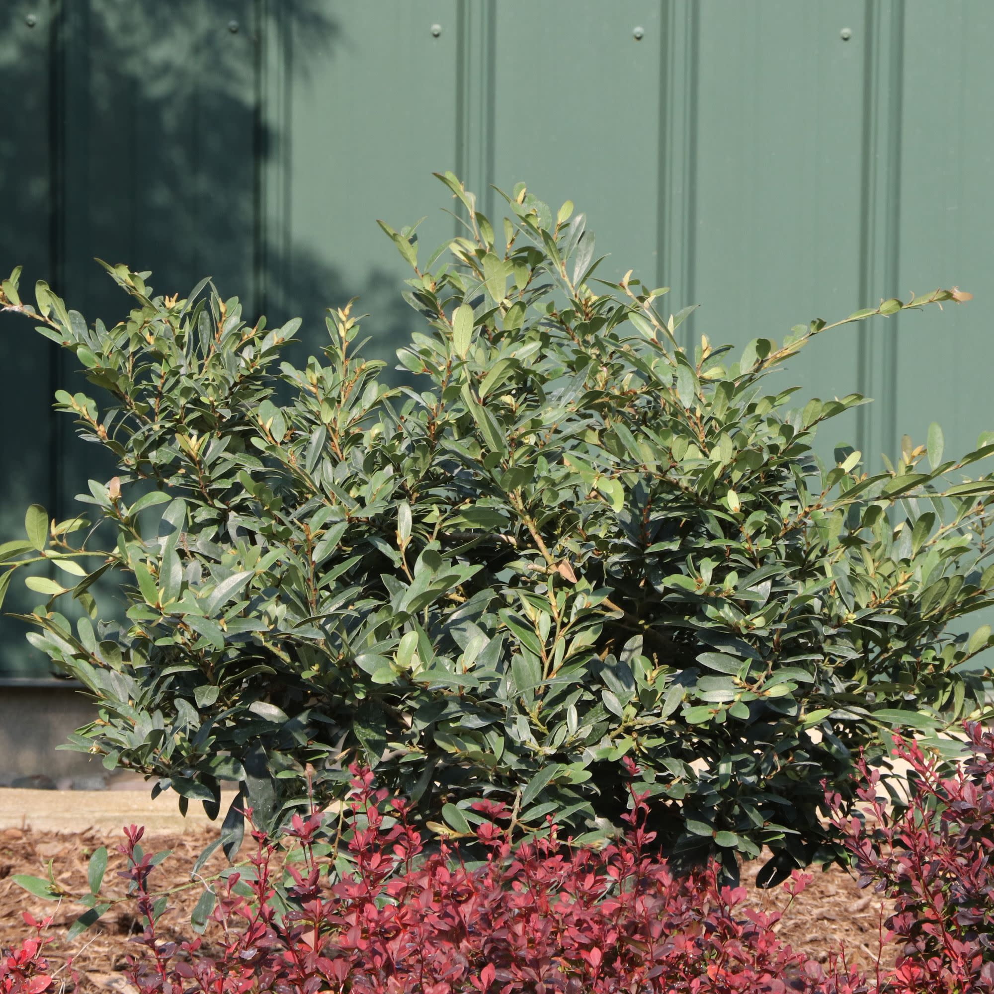 Proven Winners ColorChoice 5" Red Buckhead Bold Winter-hazel Live Plant in 4.5" Pot (4 Count)
