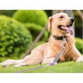 thumbnail image 4 of 32FT Dog Tie-Out for Outdoor Adventures, Multifunctional & Heavy Duty, Reflective Cable, Durable Clip, Chew Proof, Silver, 4 of 4
