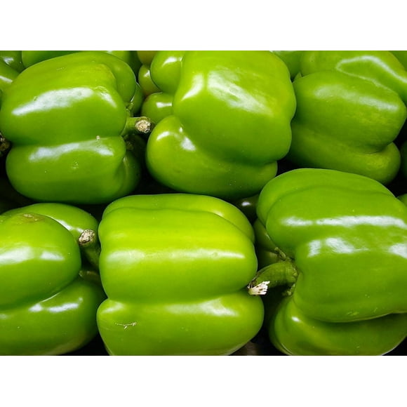 200 Grosses Graines de Poivron Vert Doux Capsicum Annuum Légumes