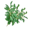 thumbnail image 4 of Planta Artificial Hoja Rama Simulación Vegetación Hogar Oficina Tela Planta falsa, Verde 10 Piezas Advancent HA8513-01B, 4 of 6