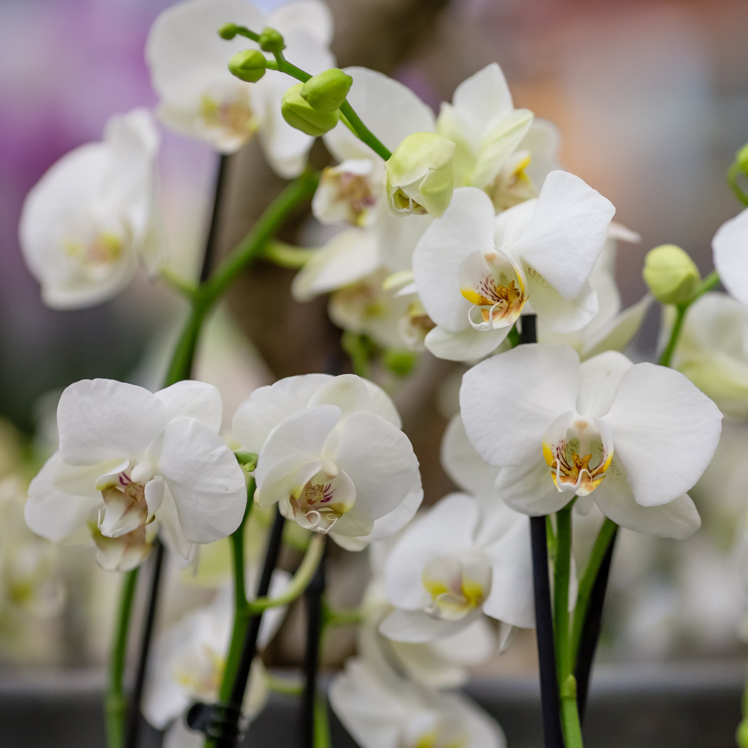5 in. Superior Multi-Stem Luminous White Phalaenopsis Orchid in Luxe Designer Ceramic Planter