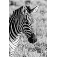 thumbnail image 2 of Jaynes Gallery 17x24 White Modern Wood Framed Museum Art Print Titled - Africa-Tanzania-Ngorongoro Crater BandW of plains zebra head, 2 of 4