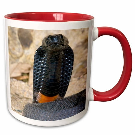 3dRose Banded Spitting Cobra snake, South Africa - NA02 DNO0726 - David Northcott - Two Tone Red Mug,