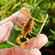 thumbnail image 3 of Naiovety Añadir encanto al hogar, especímenes de insectos de resina transparente hechos a mano, pisapapeles, espécimen de taxidermia, Type3 NO3, 3 of 6