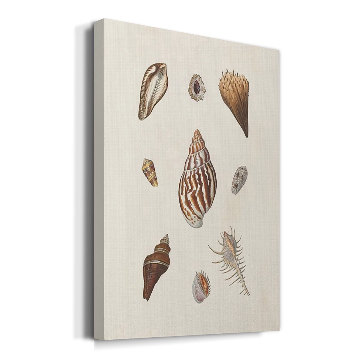 Knorr Shells & Coral IX Premium Gallery Wrapped Canvas - Ready to Hang